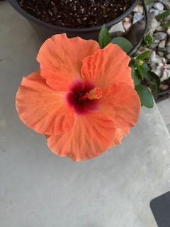 flower pictures