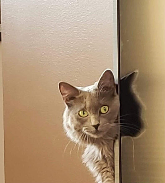 Paws