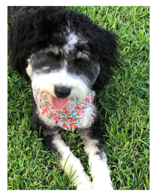 Mini Bernadoodle