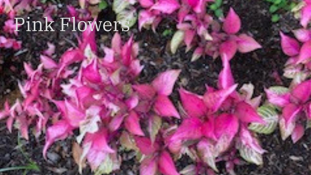 Different color flower thumbnail