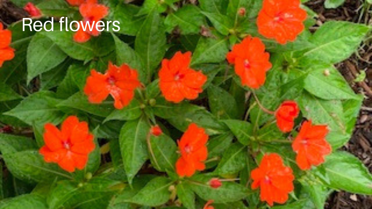 Different color flower thumbnail